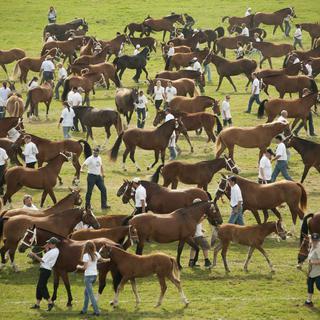 Dimanche 12 août: la 109e édition du Marché-Concours de Saignelégier (JU) a vu défiler la parade de quelque 400 chevaux dimanche.