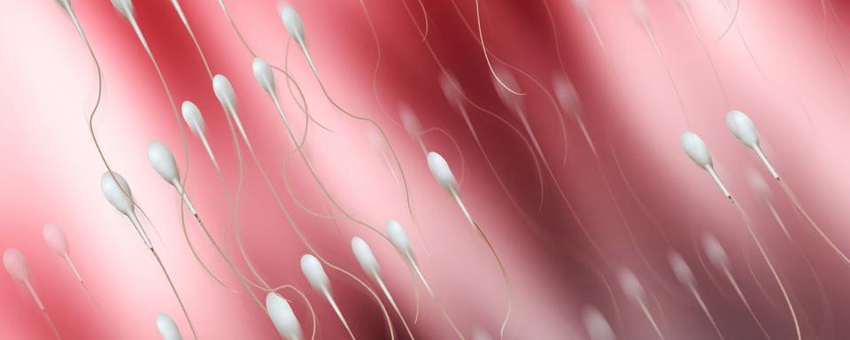 Des spermatozoïdes en route vers leur destin. [Jupiterimages - Steve Allen]