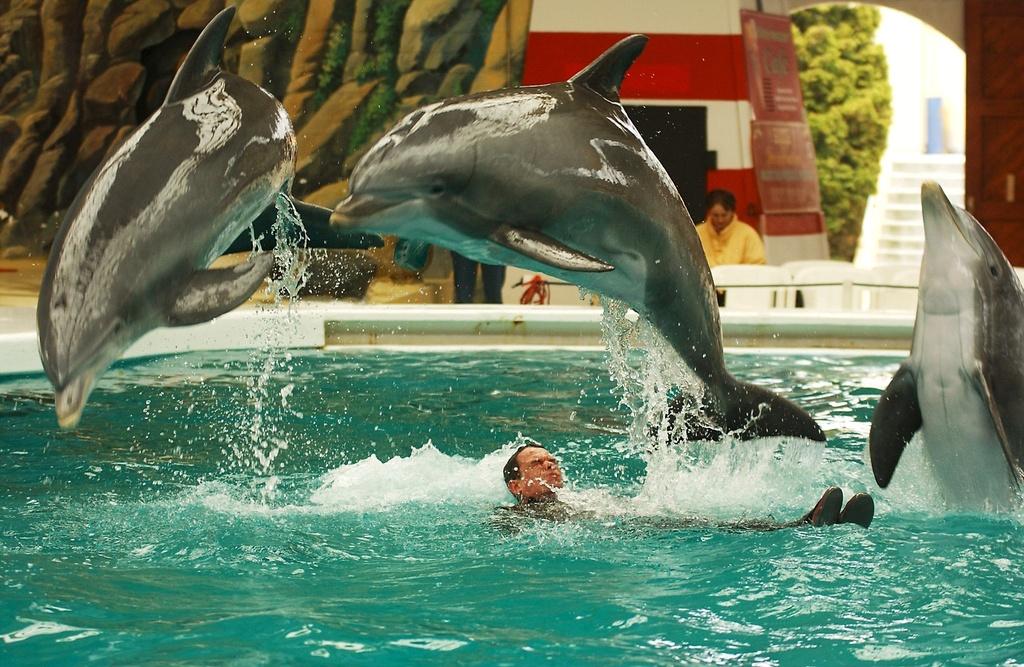 Si le spectacle est magnifique, il pose la question des conditions de détention des animaux dans les delphinariums. [KEYSTONE - Regina Kuehne]
