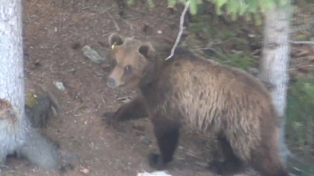 L'ours a voulu s'enfuir en direction d'un ruisseau, mais il n'a pas pu le traverser. [Mario Riatsch]