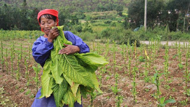 Yi Zui Lan vient de Yuxi, dans la province du Yunnan, où le tabac est la première ressource. Mais pour combien de temps encore? Jusqu’ici paradis des fumeurs, la Chine commence à tenter de limiter la consommation. [Alain Arnaud]