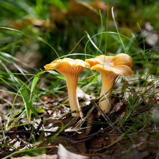 Les chanterelles sont des champignons très répandus en Suisse. [Alexandr Blinov]