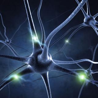 Selon l'étude de l'EPFL, les neurones se connectent de manière aléatoire. [Sashkin]