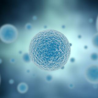 La recherche menée à l'Université de la santé et des sciences d'Oregon (nord-est des Etats-Unis) intervient après un précédent succès pour convertir des cellules de peau de singe en cellules souches embryonnaires en 2007. [© Jezper]