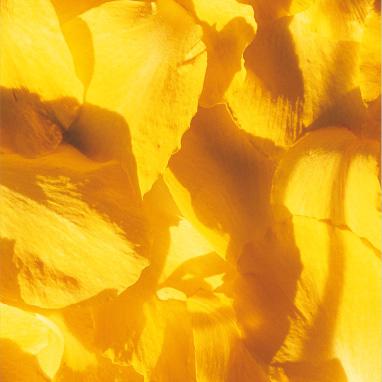 Aujourd'hui, avec Libero Zuppiroli, "Cactus" est de couleur jaune. ["Traité des couleurs", PPUR, 2011 - Christiane Grimm]