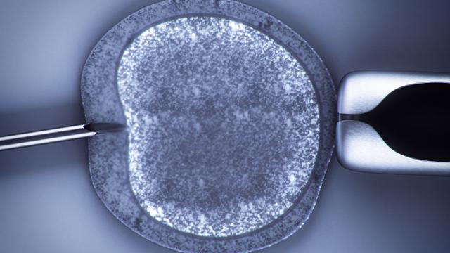 Un ovule lors d'une opération de fécondation in vitro. [digitalbalance]