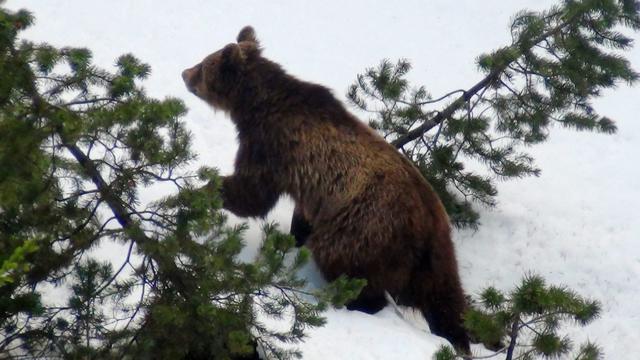 Un ours, probablement "M13" observé en Suisse en avril 2012. [Mario Riatsch]