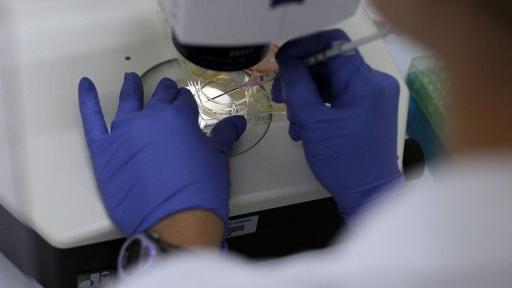 Un scientifique travaille sur des cellules-souches à l'Université du Connecticut de Farmington (Etats-Unis), en août 2010