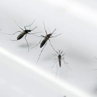 Des moustiques