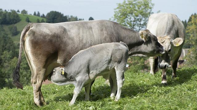 Politique agricole, vers une nouvelle fracture plaine-montagne? [Marcel Bieri]