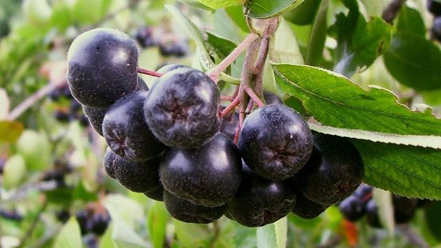 Fruits d'Aronia. [CC BY SA (Wikipédia)]