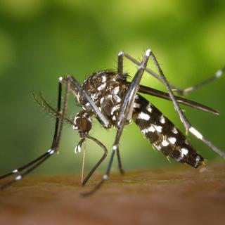 Le moustique tigre est un porteur de maladies dangereuses comme la dengue. [James Gathany - cdc]