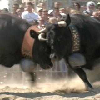 Des vaches d'Hérens ont combattu en plein centre de la ville de Genève. [RTS]