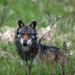 L'un des deux loups de la Vallée de Conches,"M35", photographié à fin mai 2013. [Marco Schmidt]