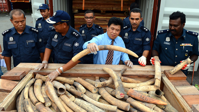 Saisie de défenses d'éléphants en Malaisie, décembre 2012. [Saeed Khan]