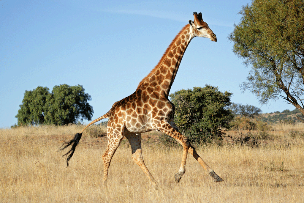 Les scientifiques n'apportent toujours pas d'explication sur le long cou de la giraffe. [Fotolia - EcoView]