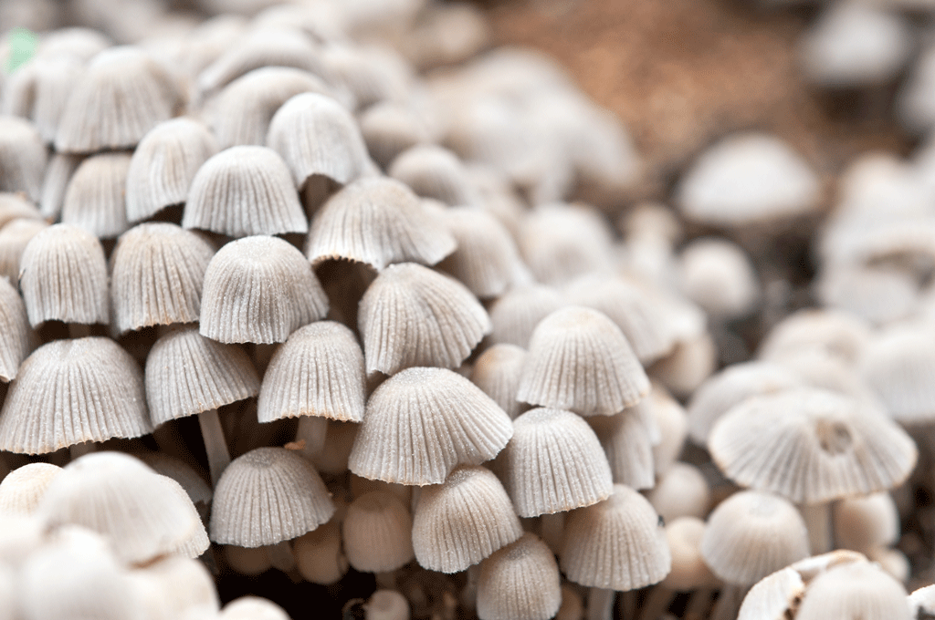 Les champignons hallucinogènes s'invitent dans les "Métissages 13.0". [Fotolia - farvatar]