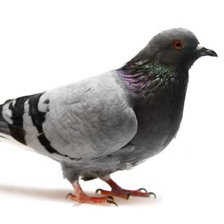 A Lausanne, il n'est pas permis de nourrir les pigeons. [Farinoza]