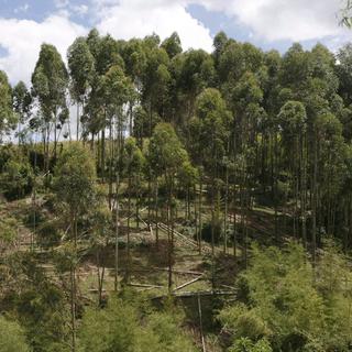 Une forêt au Kenya. [Keystone - EPA/Stephen Morrison]