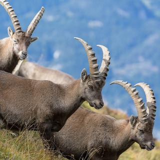 Moins de chamois, de chevreuils ou de cerfs que prévu ont été abattus en Valais. [Arno Balzarini]