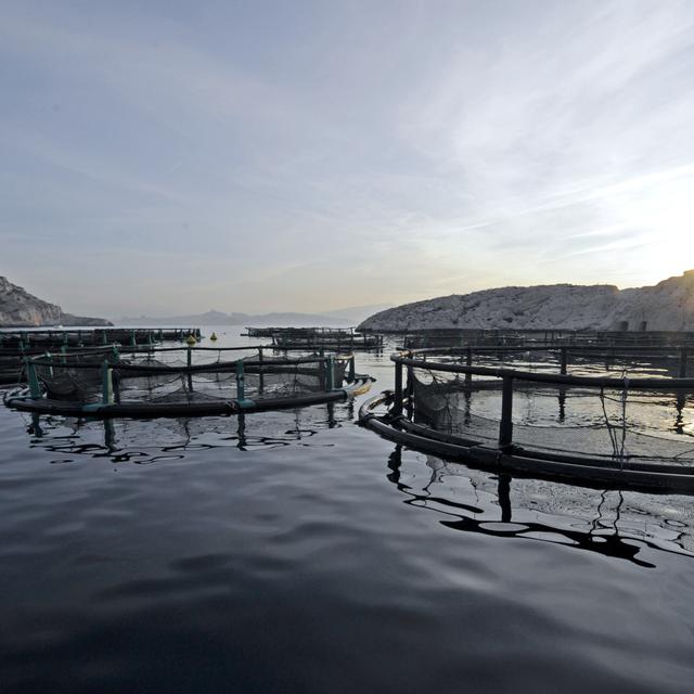 Ferme d'élevage de poissons au sud de Marseille. [AFP - Boris Horvat]