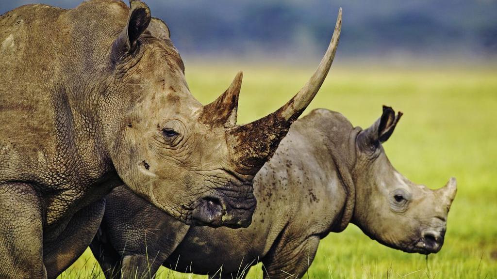 Deux rhinocéros d'Afrique du Sud, où près de mille bêtes ont été tuées en 2013, soit près de 50% de plus que l'année précédente. [Martin Harvey]