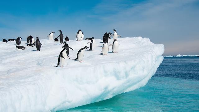 La faune et la flore de l'Antarctique sont régis par des lois très strictes. [axily]