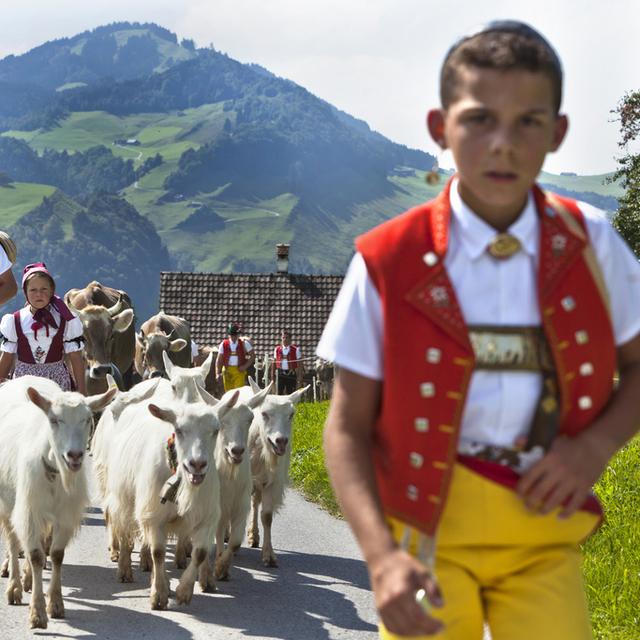 La traditionnelle descente du bétail dans la vallée, ici au-dessus de Schwende, en Appenzell, le 3 septembre 2010. [Martin Ruetschi]