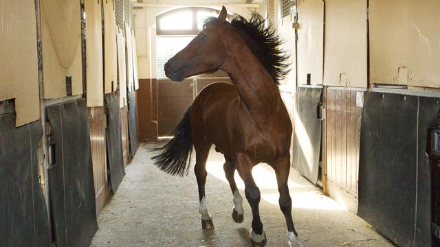 Un étalon dans les écuries du Haras national d’Avenches. [Denis Balibouse]