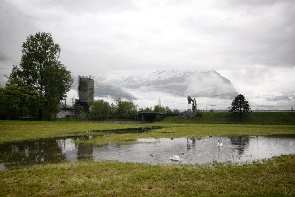 Un cygne dans une mare éphémère près d'Altdorf (UR). [KEYSTONE - Alexandra Wey]