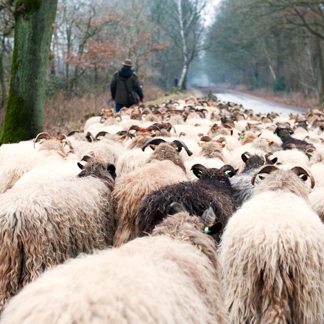 Bergers et moutons en transhumance pour la Noël. [Ivonne Wierink]