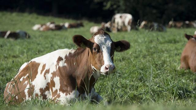 Une vache a présenté des lésions typiques de tuberculose bovine lors de son abattage le 4 mars dernier. [Marcel Bieri]