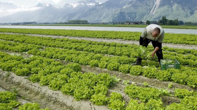 La clause de sauvegarde mettrait les maraîchers, tributaires d'une main-d'oeuvre étrangère flexible, dans l'embarras. [Jean-Christophe Bott]