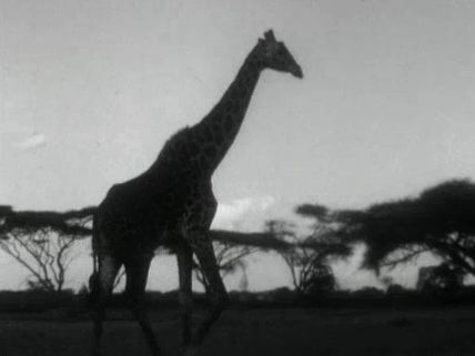 En safari au Kenya en 1962. [RTS]