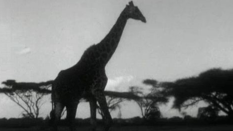 En safari au Kenya en 1962. [RTS]