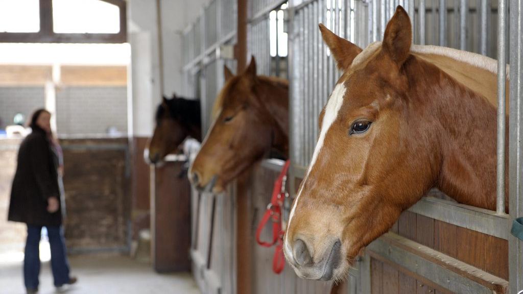 Un réseau mafieux belge aurait écoulé des chevaux achetés à des centres équestres. [Laurent Gilliéron]