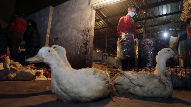 Le virus H7N9 passe des oiseaux aux hommes. [EPA/STR/Keystone]
