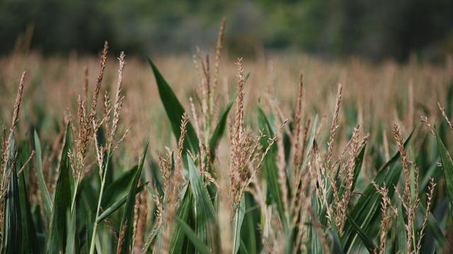 Agriculture.