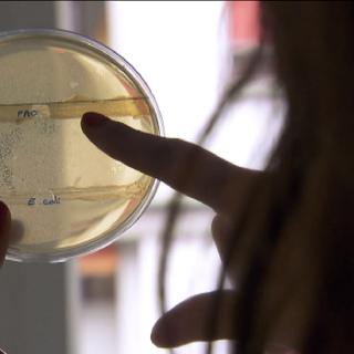 Des virus tueurs de bactéries, les bactériophages peuvent venir au secours des malades: une alternative aux antibiotiques!
