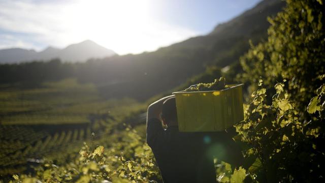 Les vendanges dans les vignes sur les hauts de Fully, le 17 octobre 2013. [Maxime Schmid]