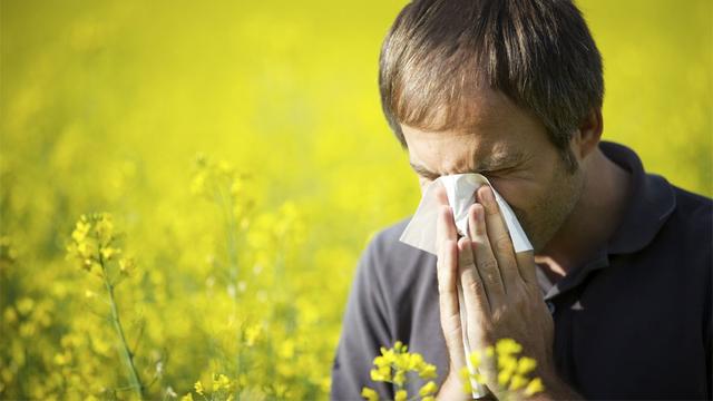 Au fil du temps, de plus en plus de personnes souffrent d'allergies.
Lichtmeister
Fotolia [Lichtmeister]