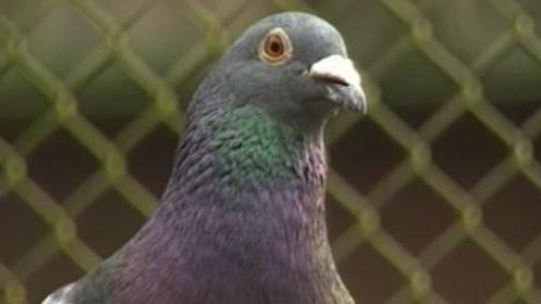 Un pigeon de l'armée suisse [RTS]