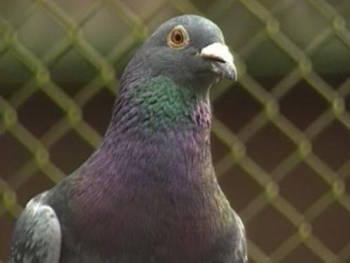 Un pigeon de l'armée suisse [RTS]