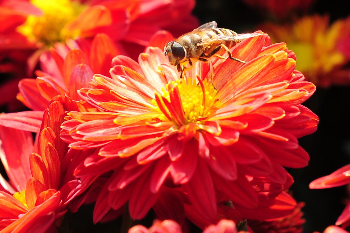 Une pétition pour faire cesser la disparition des abeilles. [XINHUA - Li Bo]
