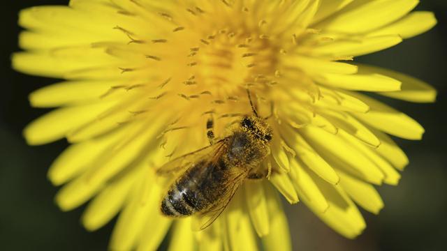 L’abeille domestique est un insecte social, c'est-à-dire qu'elle vit en groupe, en colonie. L'abeille est un hyménoptère, ce qui signifie qu’elle a deux paires d’ailes membraneuses brillantes. Elle fait partie de la famille des apidés. On l’appelle aussi mouche à miel. Elle produit de la cire et du miel. Elle a un corps velu. Sa taille est peu marquée. Munie d’un dard crochu, l’ouvrière meurt si elle pique. C’est un insecte pacifique qui n’attaque que pour protéger les siens. L’abeille se nourrit de nectar, de miel et de pollen. Elle est végétarienne. Elle est généralement jaune et noire. [AFP - Patrick Seeger / DPA]