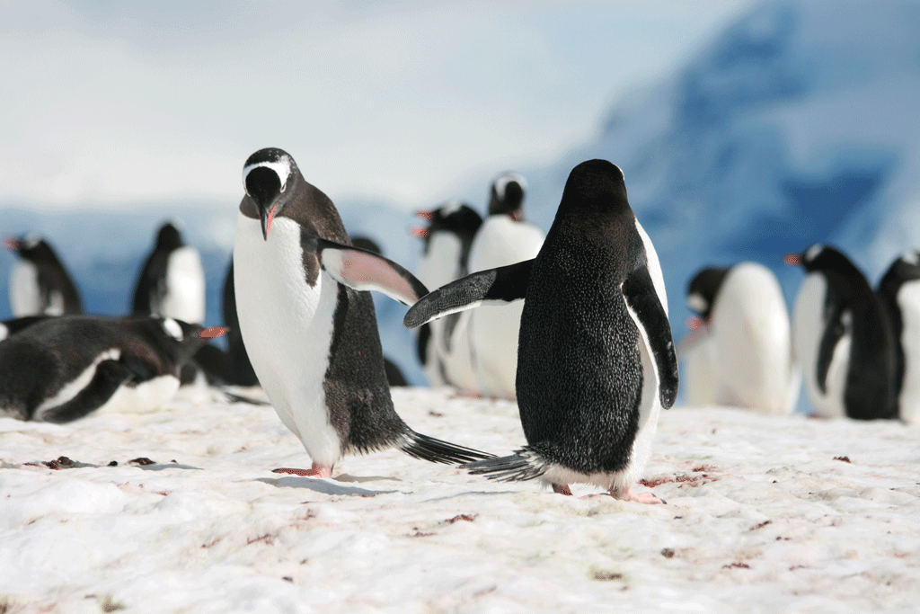 Les pingouins sont à l'honneur dans "L'Amour du disque". [Fotolia - Olma]