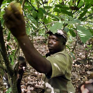 La déforestation en Côte d'Ivoire est liée aux plantations de cacaoyers. [AP/Ben Curtis]