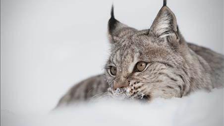 Un lynx eurasien en hiver.