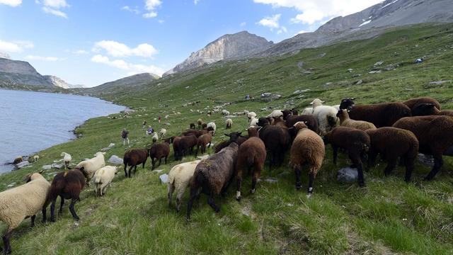 Un troupeau de 850 moutons près du col de la Gemmi, dans la région de Loèche-les-Bains (VS). [Maxime Schmid]