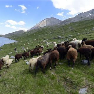 Un troupeau de 850 moutons près du col de la Gemmi, dans la région de Loèche-les-Bains (VS). [Maxime Schmid]
